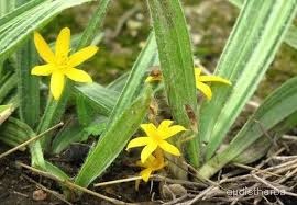 Curculigo orchioides flower2.jpg